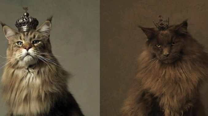 Как отличить сибирская порода кошек