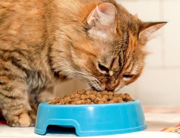 Какой сухой корм лучше для сибирских кошек thumbnail