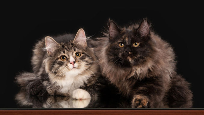 Как отличить сибирская порода кошек thumbnail