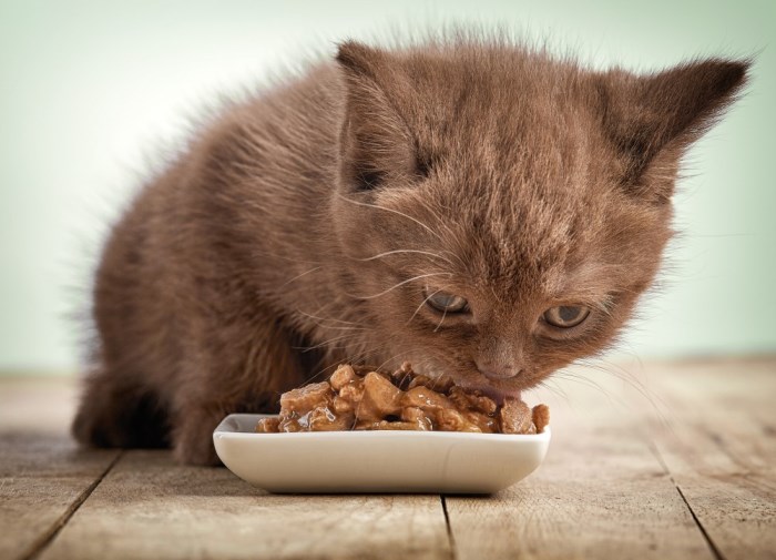 Чем кормить кошку сибирской породы thumbnail