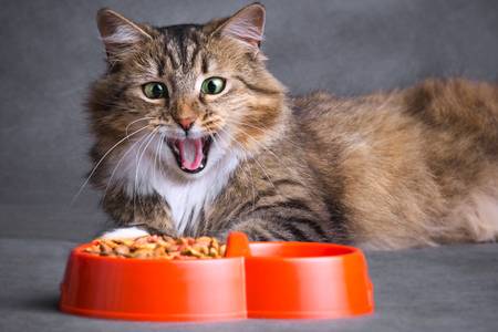 Сухие премиум корма для сибирских кошек thumbnail