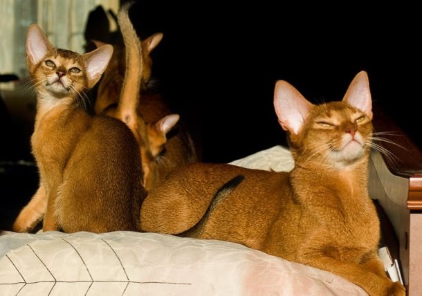 сколько живут абиссинские кошки