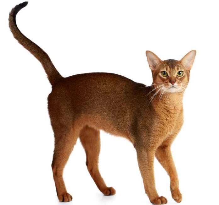 Абиссинская кошка - стандарт породы