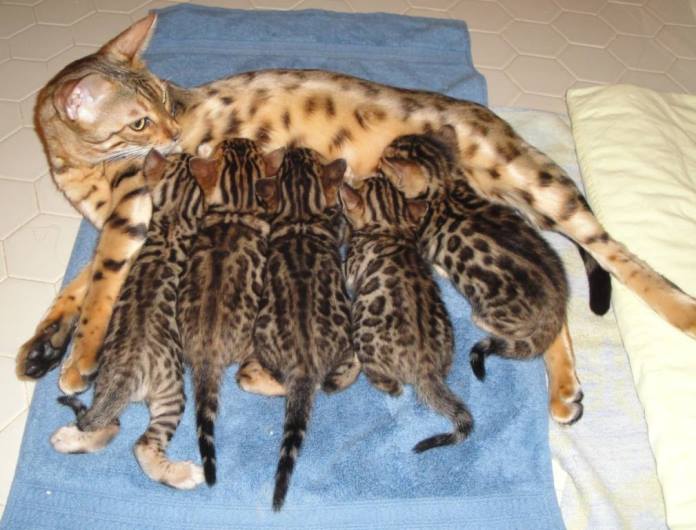 Как получили породу бенгальской кошки thumbnail