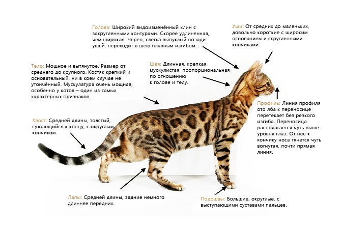 бенгальская кошка признаки породы