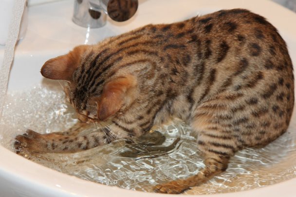 Мытье бенгальской кошки