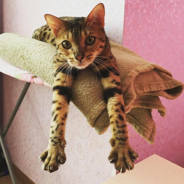 Бенгальская кошка на лежаке