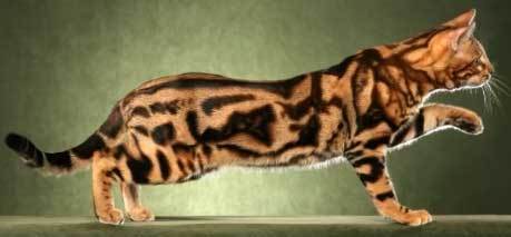 бенгальская кошка размеры взрослой кошки