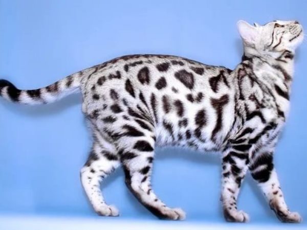 Мраморная бенгальская кошка: история появления и виды окрасов