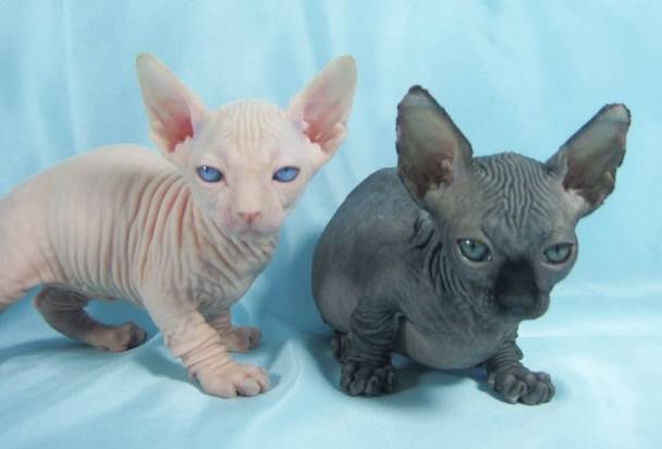 Окрасы кошек бамбино