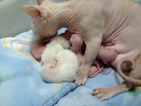 Беременность кошек бамбино
